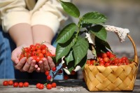 5月18日至6月16日，“櫻桃之約”邀你共赴！